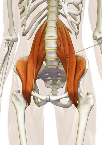 psoas