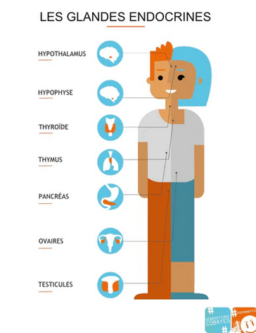 perturbateurs endocriniens